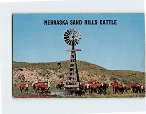 Postcard Nebraska Sand Hills Cattle, Nebraska