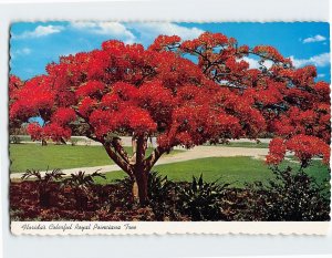 Postcard Florida's Beautiful Royal Poinciana Tree Flame Tree