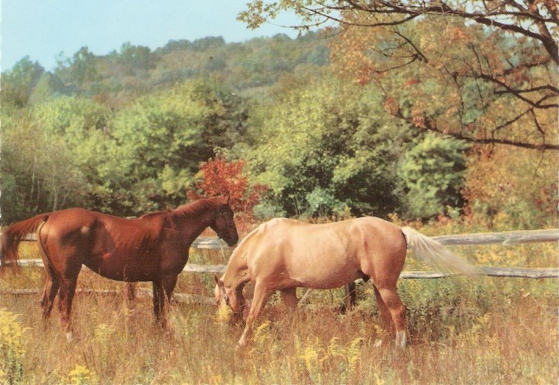 Two horses grazing Nice modern Italian photo postcard