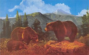 The Three Bears, Grizzly North America Bear Unused 