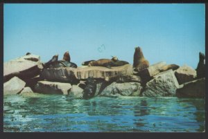 California MONTEREY'S HARBOR Sea Lions on breakwater pm1978 ~ Chrome