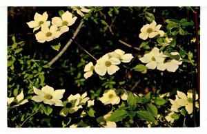 Canada - BC. Canadian Pacific Dogwood, Provincial Flower