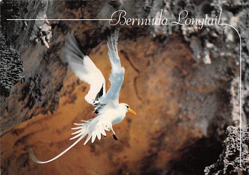 Bermuda Postcard Old Vintage Island Post Card Bermuda Longtail Tropcal Bird U...