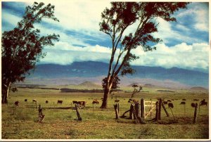 Hawaii Waimea Parker Cattle Ranch Fertile Pastureland 1982