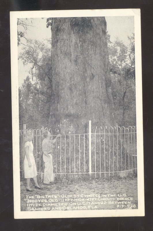 RPPC SANFORD ORLANDO FLORIDA BIG TREE WORLD'S OLDEST TREE REAL PHOTO POSTCARD