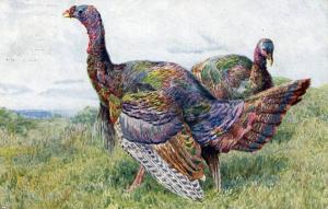 Turkeys