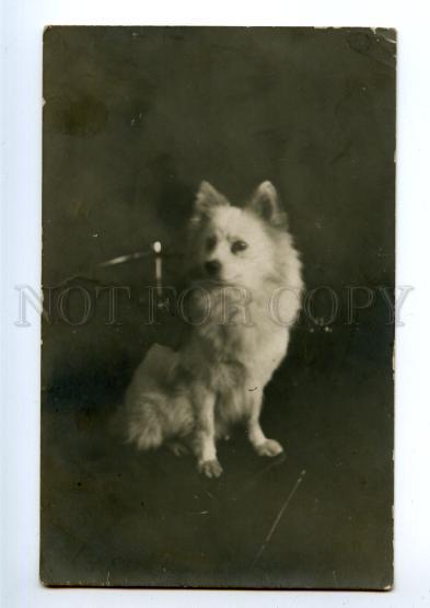 148060 White SPITZ Puppy Vintage PHOTO PC