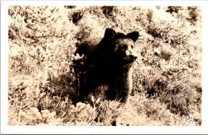 Vtg Washington WA Native Black Bear RPPC Real Photo 1930s Ellis Postcard