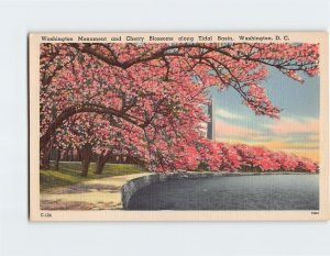 Postcard Washington Monument and Cherry Blossoms along Tidal Basin, D. C.