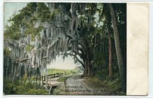 Royal Arch Oak Tree River Road Ormond Florida 1907c postcard