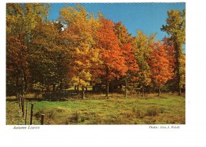 Autumn Leaves, Hamilton, Ontario Spectator