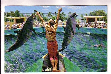 Porpoises Being Fed, Seaquarium, Miami, Florida, Used 1983