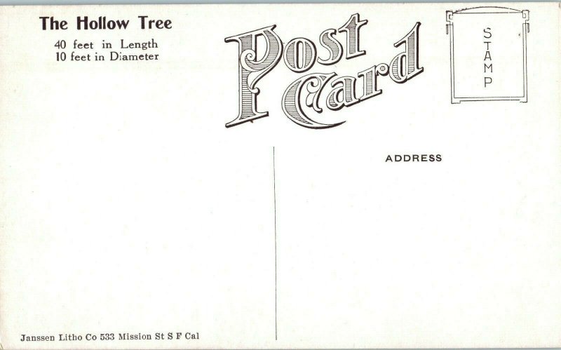 The Hollow Tree Petrified Forest San Francisco California Postcard