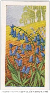 Glengettie Trade Card Wild Flowers No 5 Bluebell