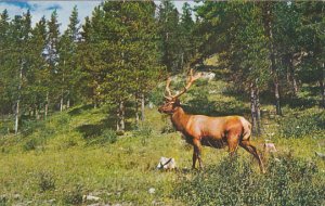 Canadian Elk In Canadian Rockies