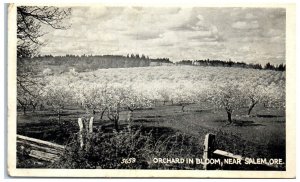 c1940 Orchard Bloom Trees Field Exterior Salem Oregon Vintage Antique Postcard