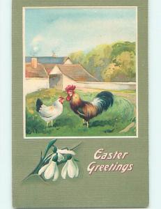 pre-1915 ROOSTER & HEN CHICKENS - nice Easter postcard j6222