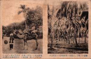 Japan Habikino People Field Palm Trees Vintage Postcard C229