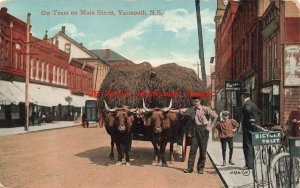 Canada, Nova Scotia, Yarmouth, Ox Team On Main Street, Valentine No 105001