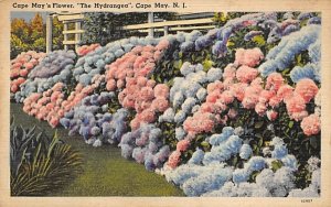 Cape May's Flower, The Hydrangea New Jersey  