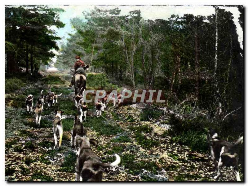 Modern Postcard Chasse has courre Foret of Troncais Chiens D