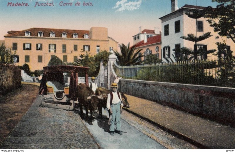 MADEIRA, Portugal, 1900-1910s; Funchal. Carro de bois