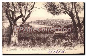Postcard Old Antibes Panorama Seen A Travers Les Oliviers