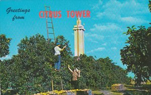 Greetings From Citrus Tower Clermont Florida Tennessee