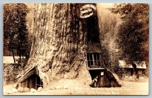 RPPC  Paternal Monarch  Redwood Park  California  Postcard