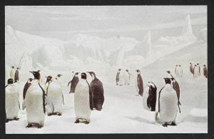 Natural History Museum Emperor Penguins Chicago Illinois Unused c1950s