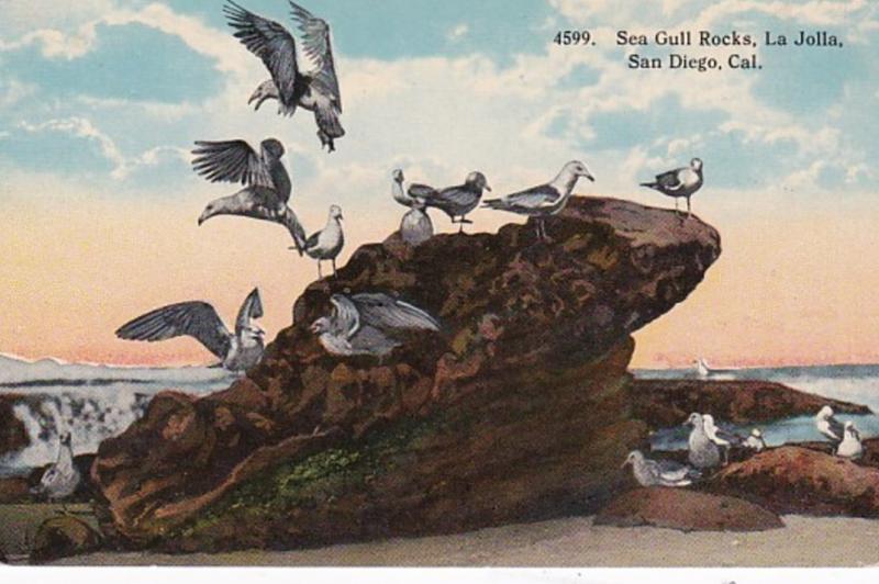 California San Diego Sea Gull Rocks La Jolla Curtiech