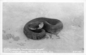 Postcard RPPC 1950s Waycross Georgia Cottonmouth Okefenokee Death snake 24-6211
