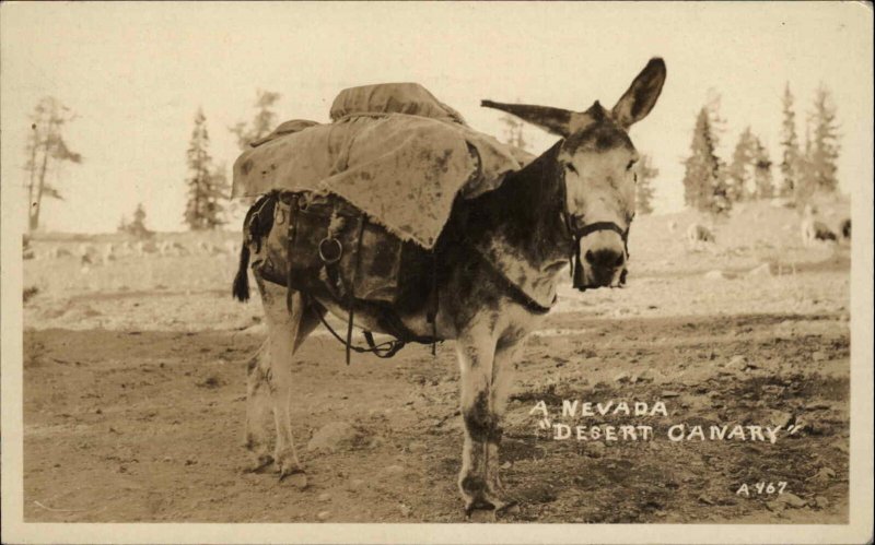 Nevada Desert Canary Pack Mule Mining Real Photo Vintage Postcard