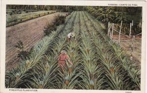 Cuba Havana Typical Pineapple Plantation