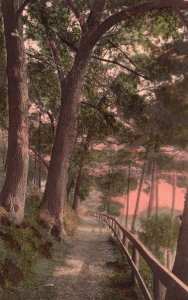 Vintage Postcard The Pines Trails Fenced Pathways Haverhill Massachusetts MA