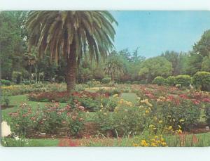 Pre-1980 BOTANICAL SCENE Sacramento California CA HJ6874