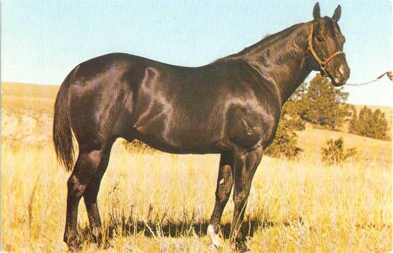 Moolah Bee Sweet 603211 Champion Quarterhorse Franktown CO