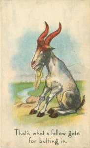 Artist impression C-1910 Goat Comic Humor #1052 Berman Postcard 20-7717