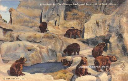 Bear Chicago Zoological Park, Brookfield, Illionois, USA Unused 