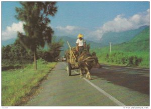 TAROHO, Japan; Rural Scenery, Local Man riding Ox drawn wagon, 1950-70s