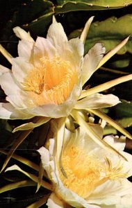 Night Blooming Cereus Flower,HI BIN