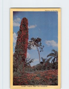 Postcard - Florida's Tropical Flame vine - Florida