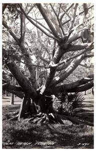 RPPC Postcard Palm Beach Florida Giant Tree with Branches