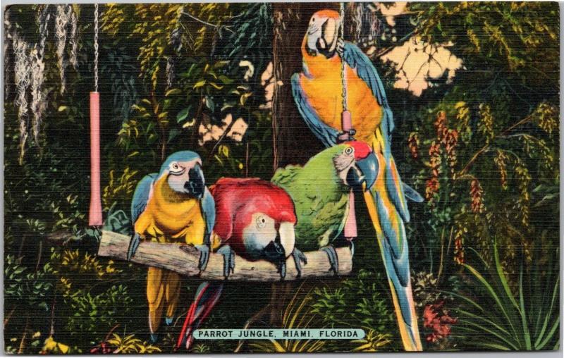 Parrot Jungle, Miami, Florida, The Macaws, Swing Quartet, Linen postcard 1950