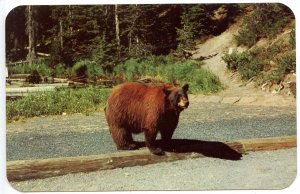 Brown Bear