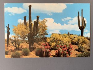Springtime On The Desert AZ Chrome Postcard A1176085104