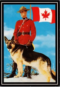 RCMP Police Mountie and Police Dog K9 German Shepherd Continental Postcard C10