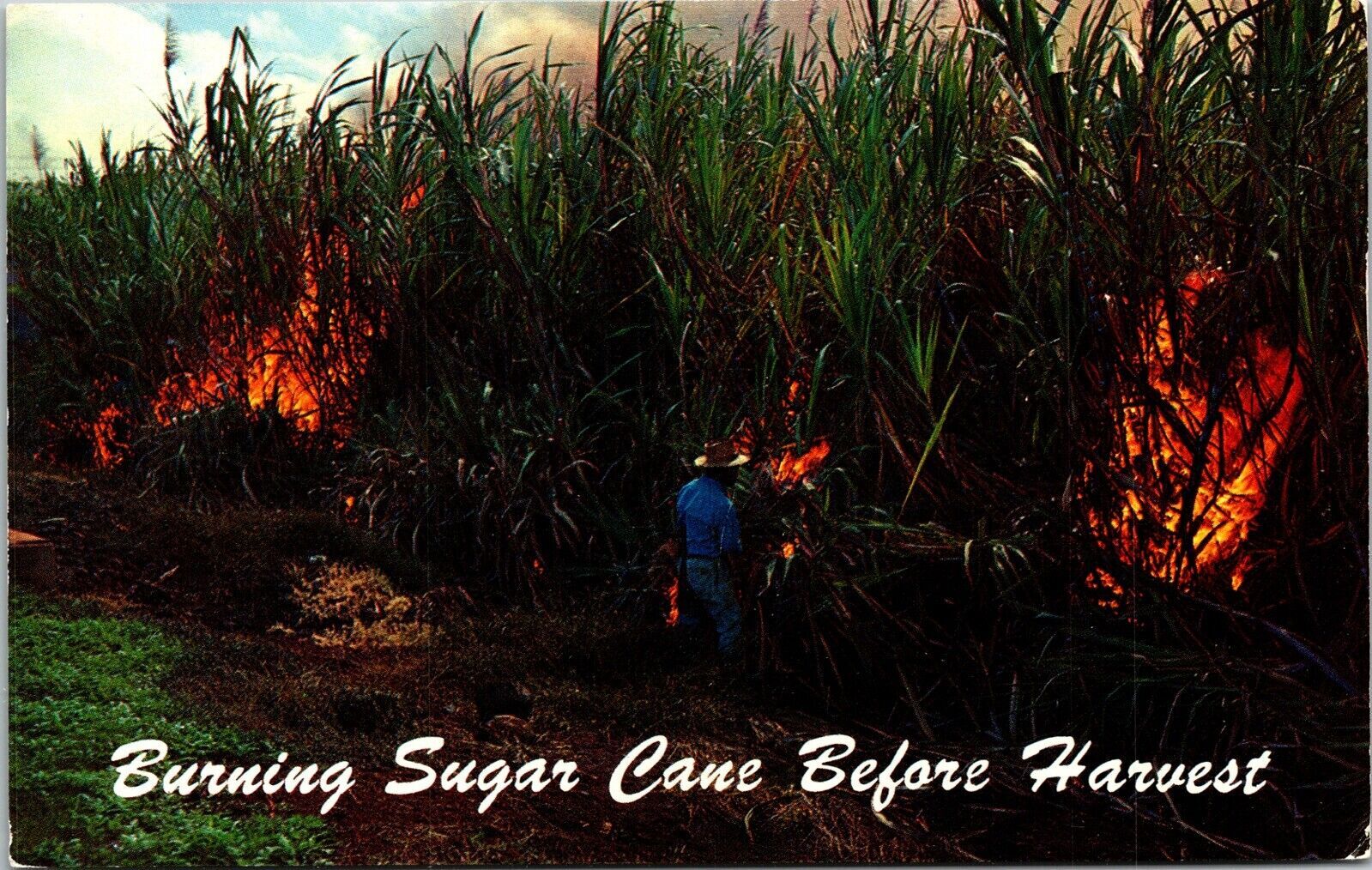 Burning Sugar Cane Before Harvest Hawaii Hi Plastichrome Sugar Mills