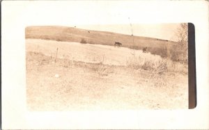 RPPC Antique Postcard Cows Grazing on Hillside Farm Scene Hawley Minnesota KL2