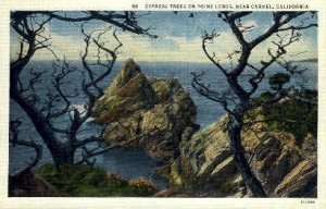 Cypress Trees, Point Lobos - Carmel, California CA  